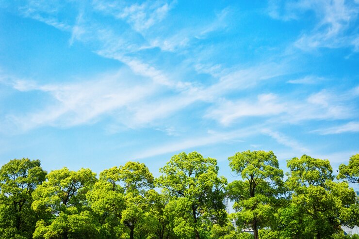 Cielo e alberi